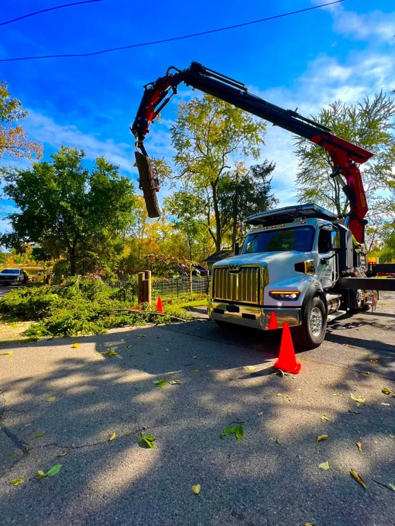 Large oak tree removal in Milford MI with full cleanup