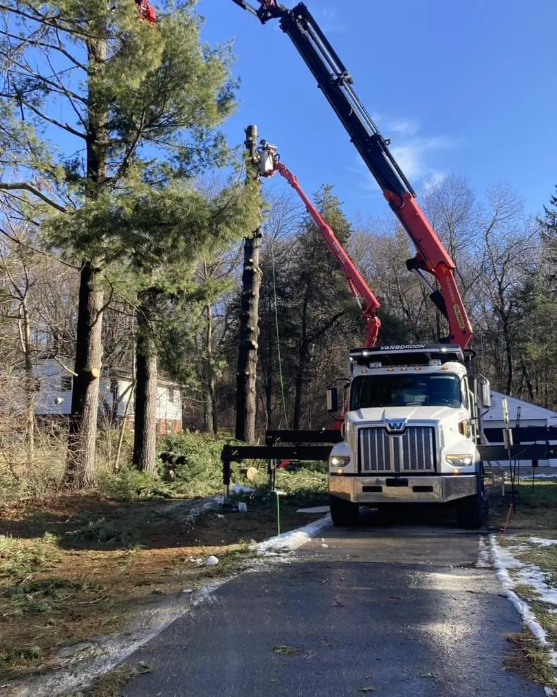 Tree Removal in Highland, MI | VanGordon